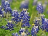 dsc_5727c-800x600