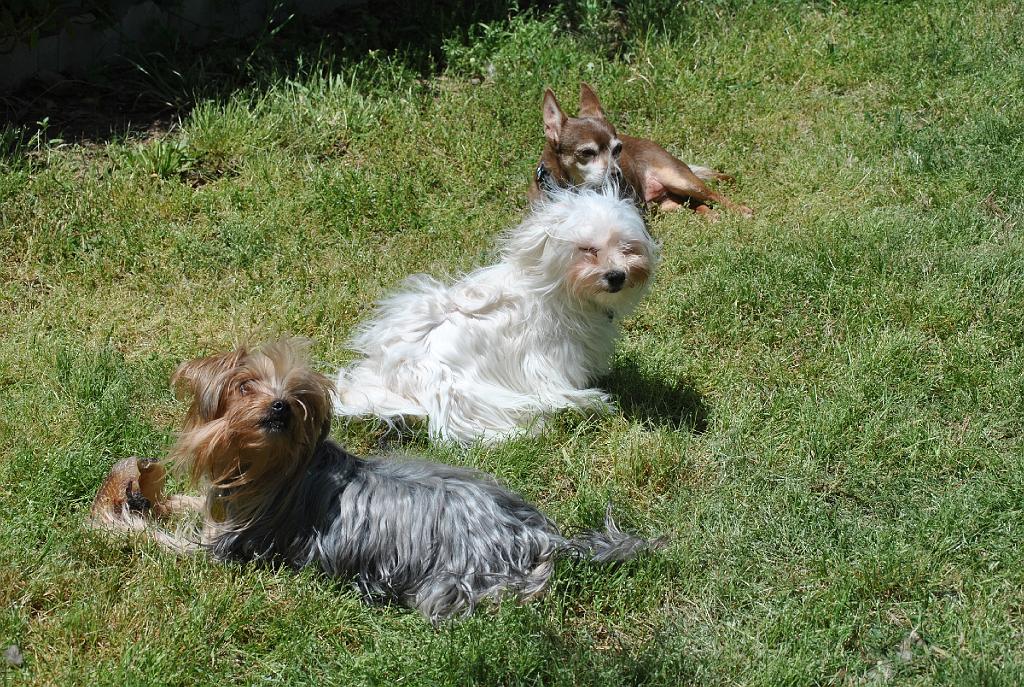 DSC_5456.JPG - Front to back: Lily, Lexie, Romeo.