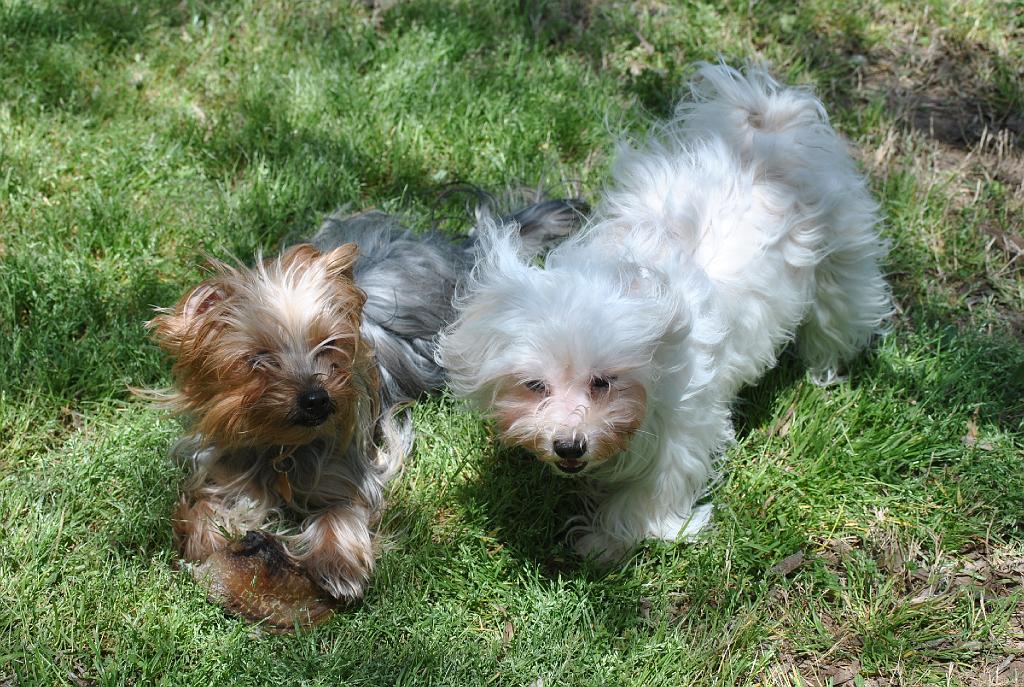 DSC_5491.JPG - Lily and Lexie enjoying a Spring windy day.