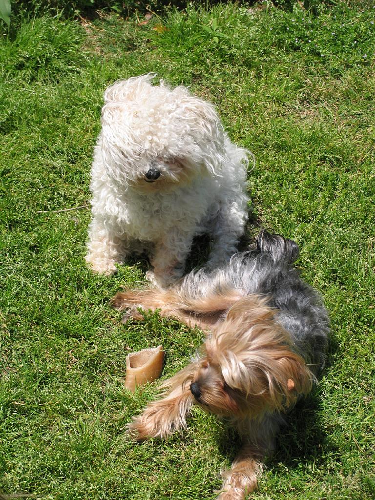 IMG_1284.JPG - Sasha and Lily enjoying a breeze and sunshine.