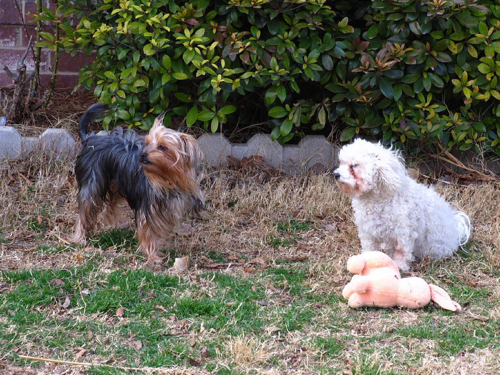 IMG_9874.JPG - Lily and Sasha enjoying the back yard.