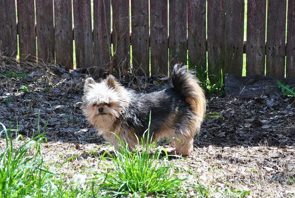 DSC_3826.JPG - Enjoying early Spring sunshine in the back yard.