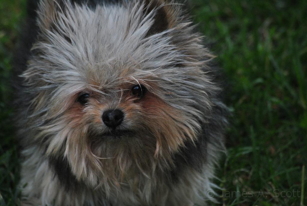 DSC_5159.JPG - Needing a haircut.