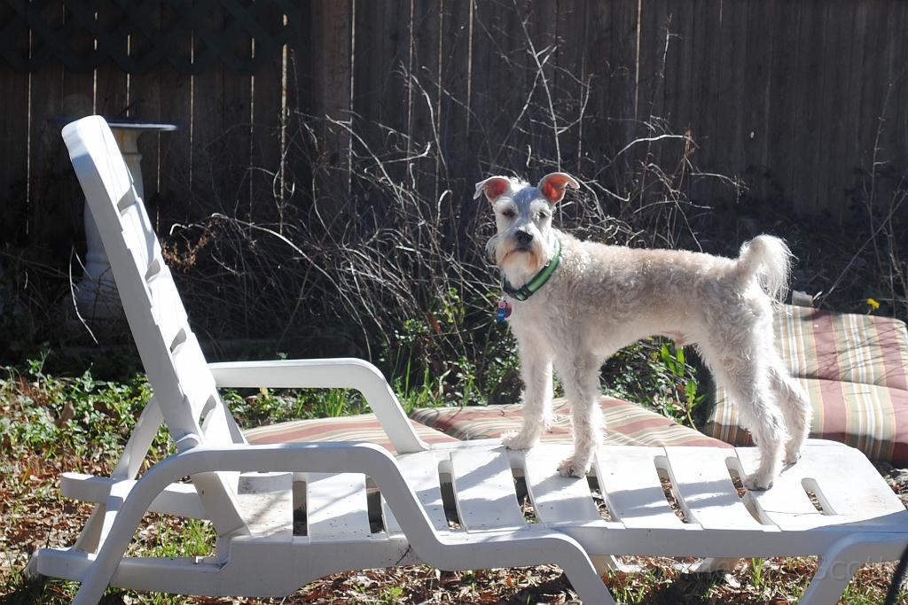 DSC_2228a.jpg - King of the lounge chair!