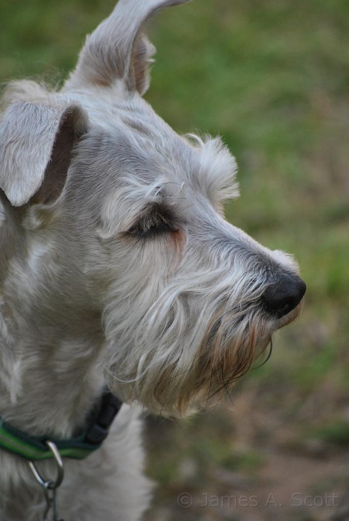 DSC_5342.JPG - Mr. Bentley's profile.