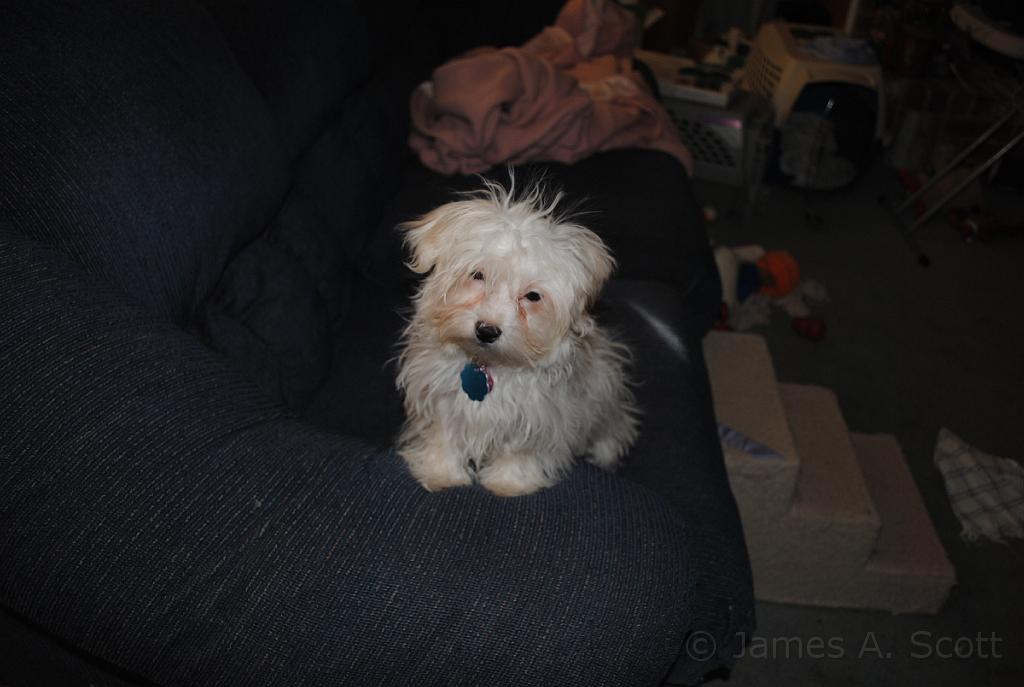 DSC_2124.JPG - A puppy Lexie.