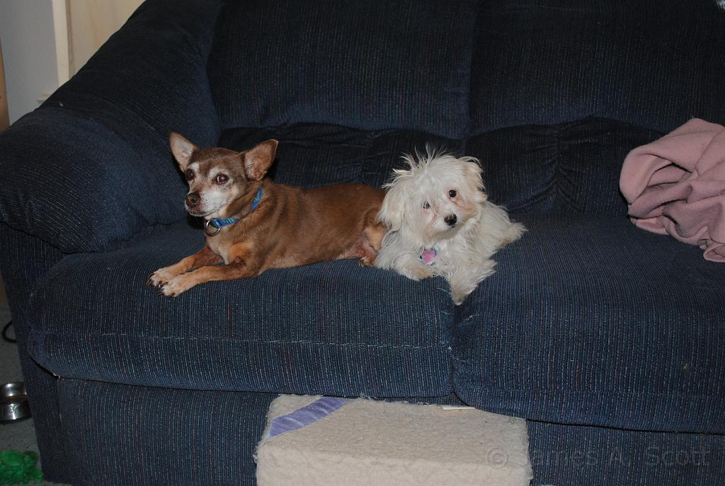 DSC_2134.JPG - Lexie and Romeo enjoying the couch.