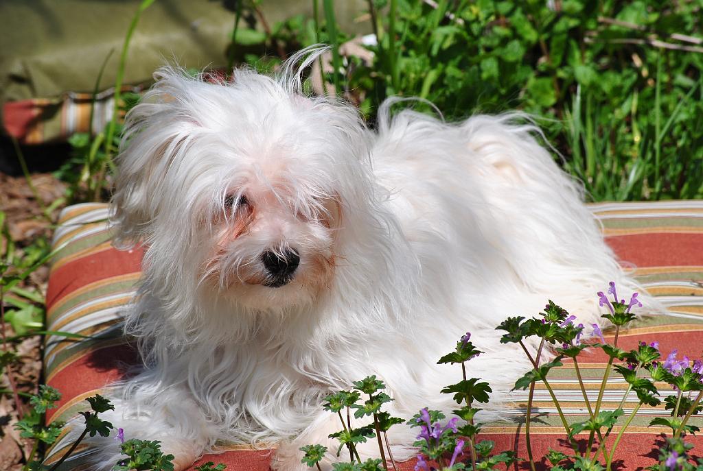 DSC_3832.JPG - Enjoying back yard sunshine lounging on a pillow.