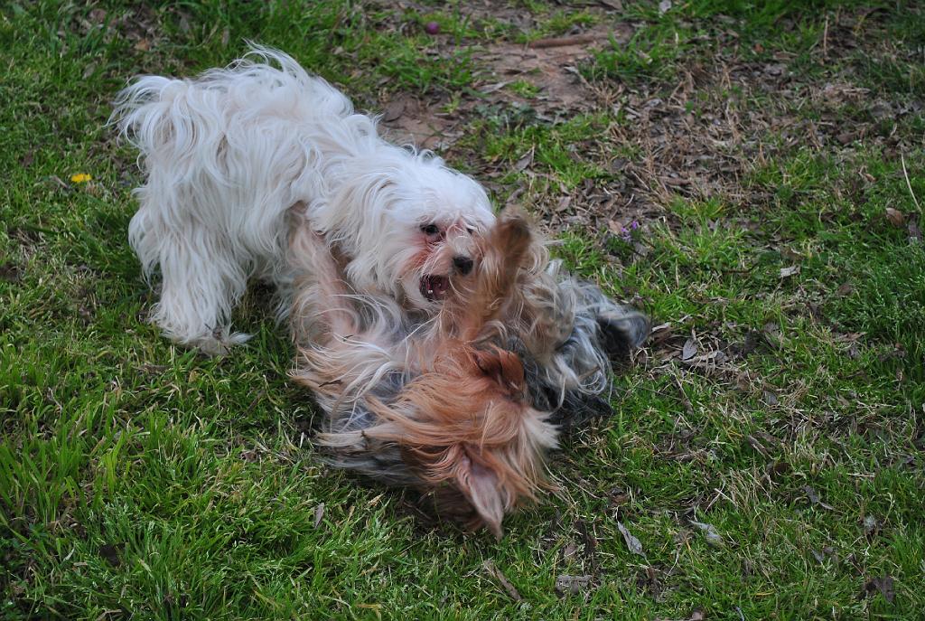 DSC_4376.JPG - Lexie and Lily rolling around in play.