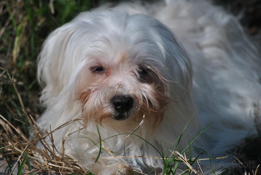 DSC_5414.JPG - Sleepy eyes in the garden.