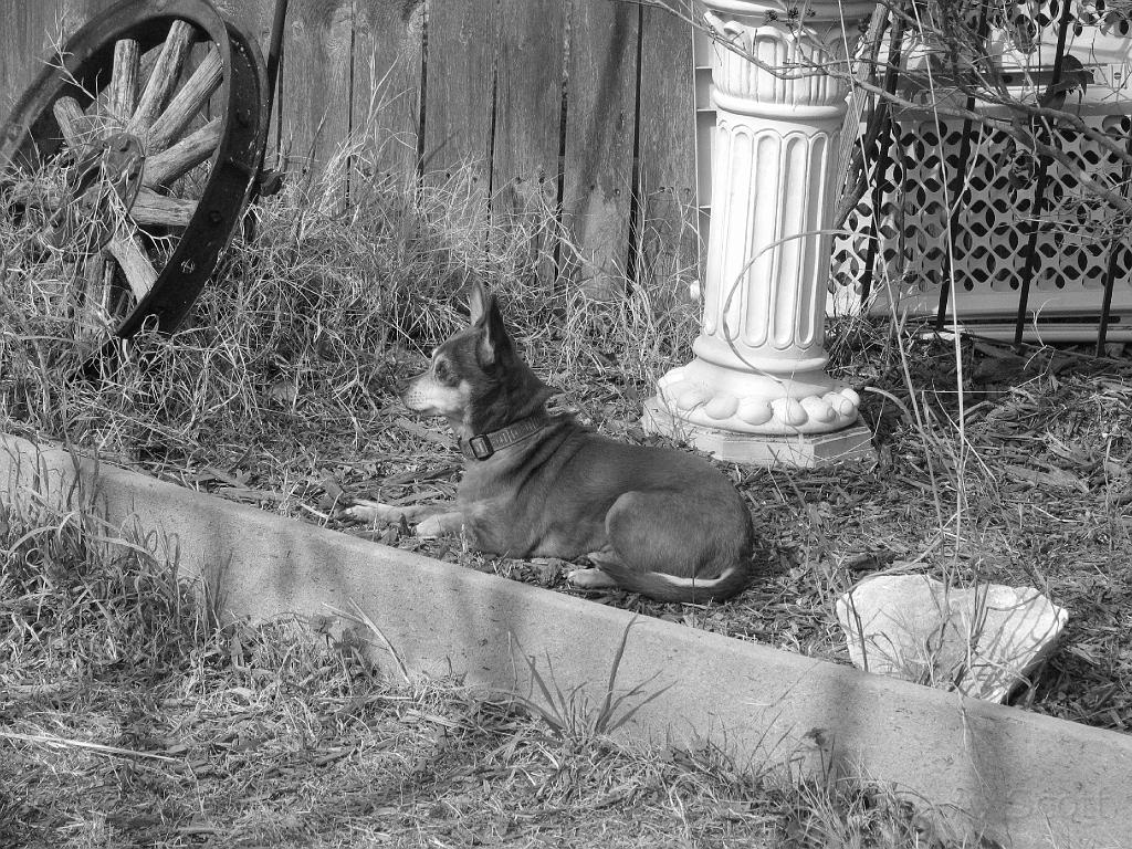 IMG_0521.JPG - A handsome guy in the garden