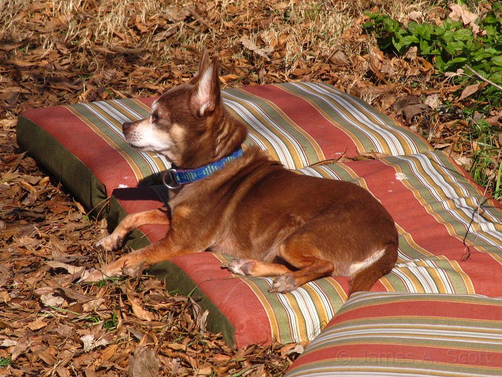 IMG_6351.JPG - Enjoying a soft spot in the back yard.