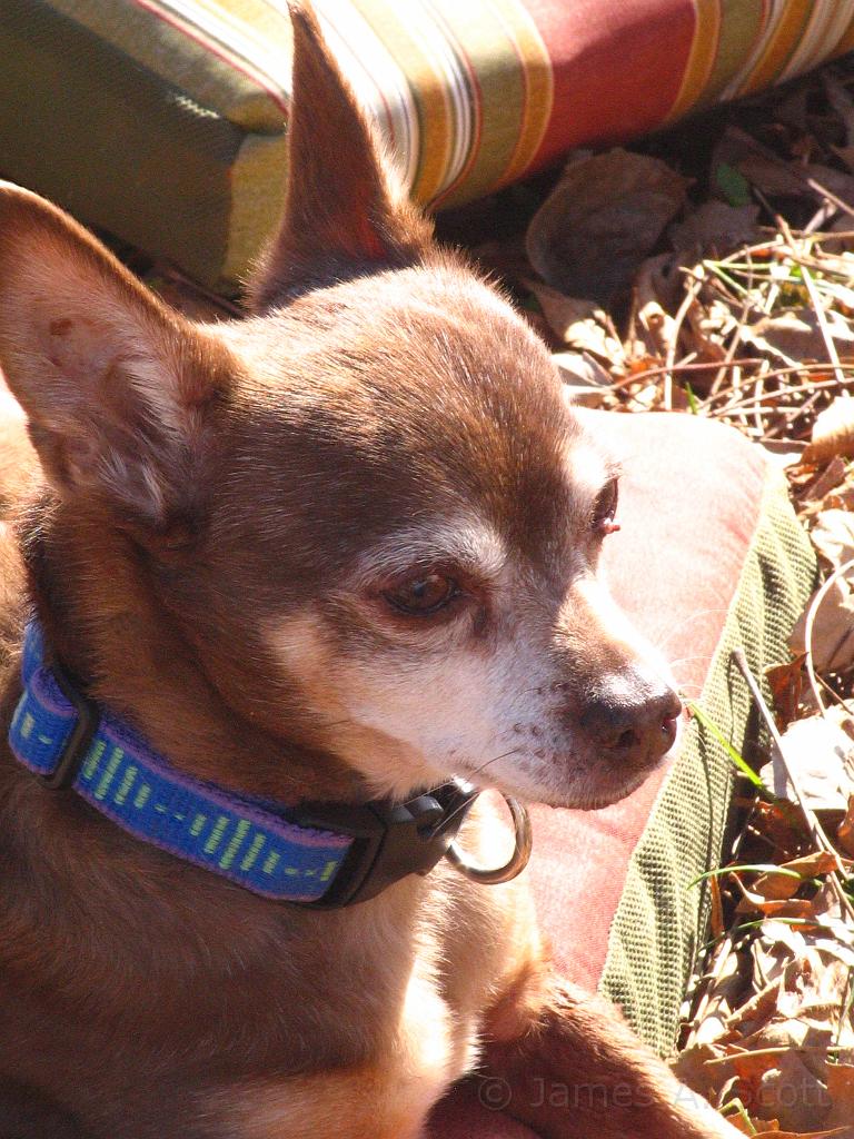 IMG_6374.JPG - The old man enjoying January sunshine.