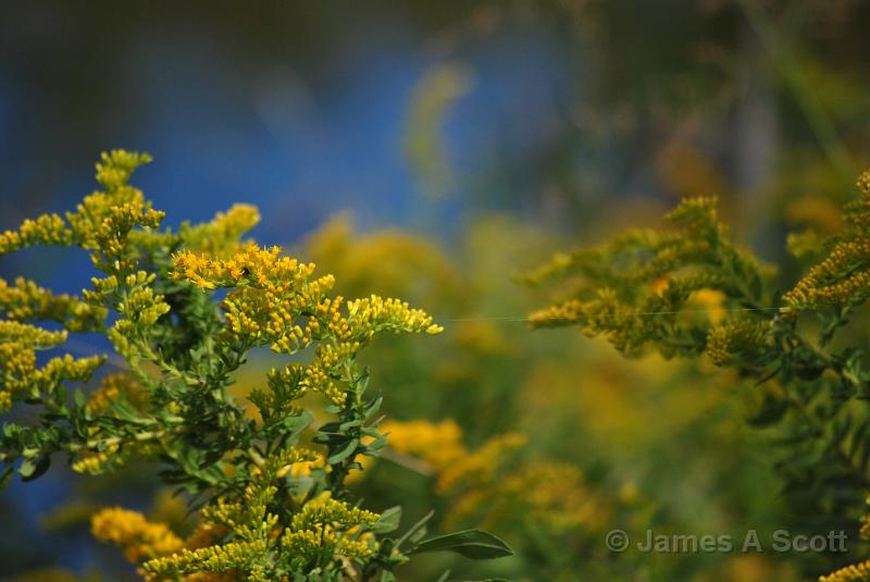 DSC_3178.jpg - Goldenrod October 2010