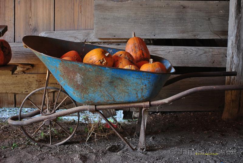 DSC_3883c.jpg - Old Pumpkins in a Barrel October 2010