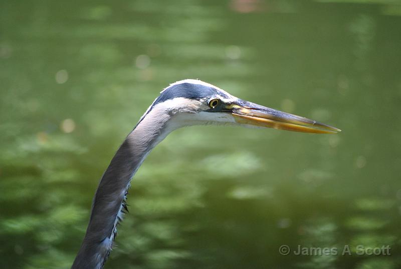 DSC_6114.JPG - Great Blue Heron profile April 2010