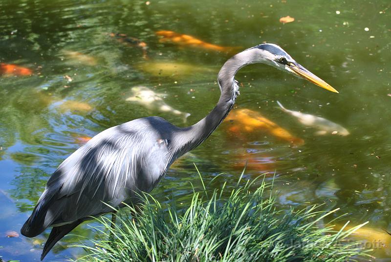 DSC_6125.JPG - Great Blue Heron April 2010