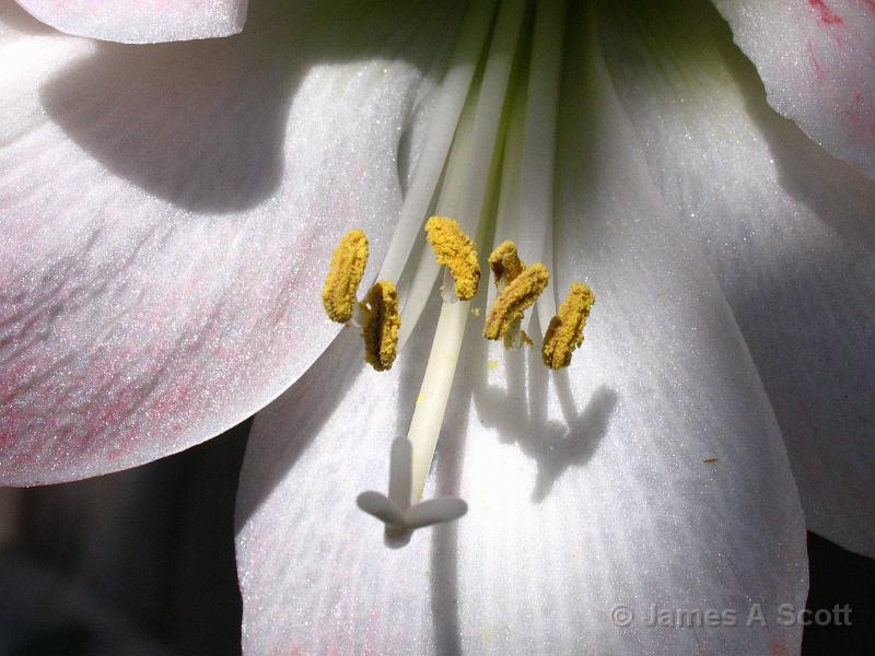 IMG_2929.JPG - Oriental Lily April 2008