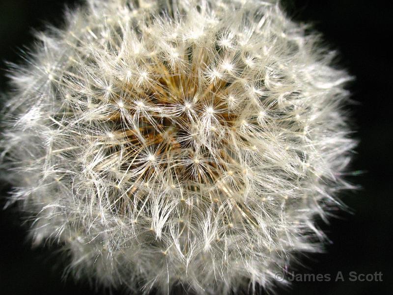 IMG_2942.JPG - Dandelion head April 2008