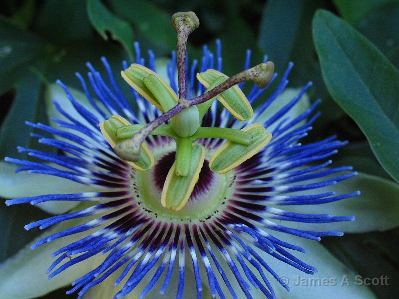 IMG_8611.JPG - Passion Flower State Fair of Texas [Dallas] October 2007