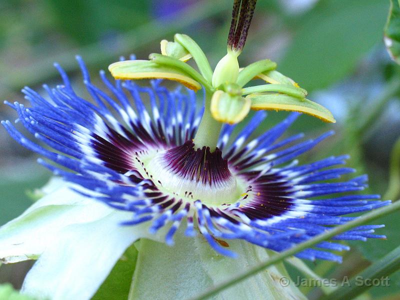 IMG_8613.JPG - Passion Flower State Fair of Texas [Dallas] October 2007