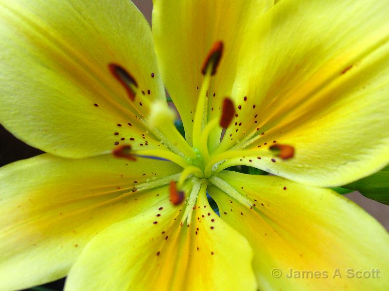 IMG_9028.JPG - Glory in Yellow October 2007