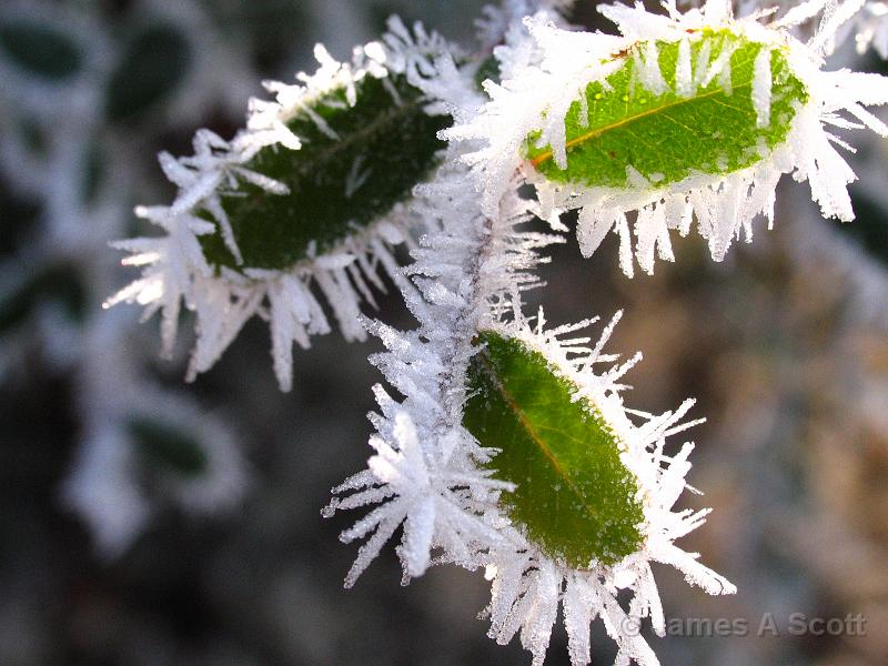 IMG_9705.JPG - Hoar frost Cedar Hill, Texas  January 2009